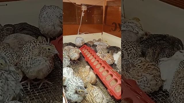 Тихий час в перепелятнике 🥱 смотреть онлайн