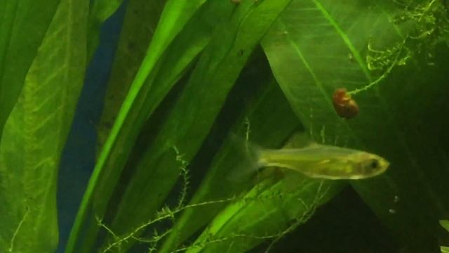 Kubotai sick смотреть онлайн