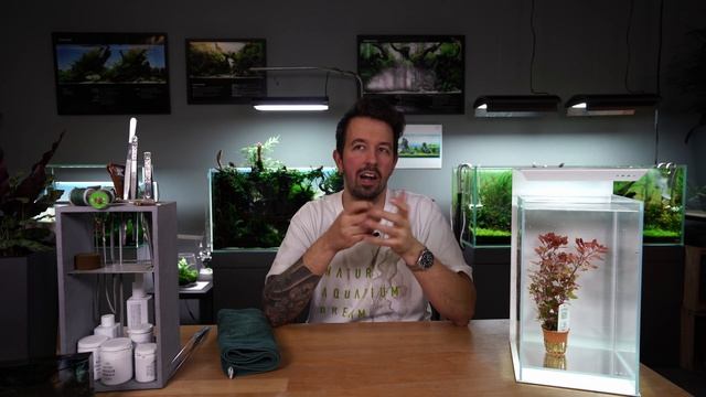 Ludwigia palustris “Super Red” | Liquid Nature Pflanzenvorstellung смотреть онлайн