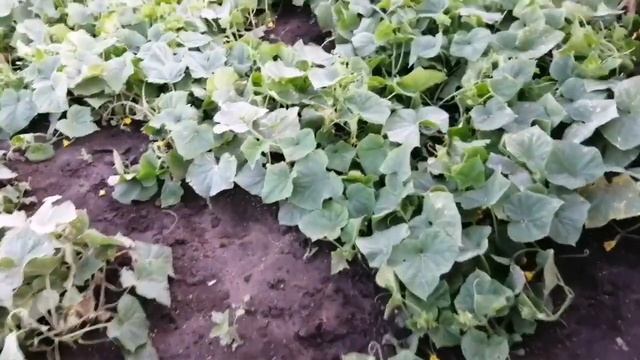 Вырастили много огурцов без химии смотреть онлайн