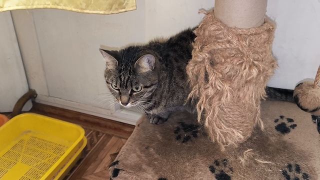 Кошка сама пришла взвешиваться на весах смотреть онлайн