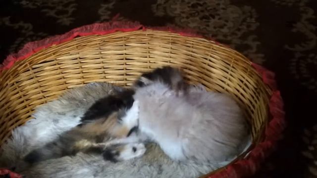 сумо в корзинке + смотреть онлайн