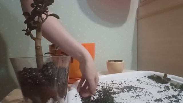 🌵Толстянка подросла за 1.5 года🌲/ 🪴Пересадка🌸 /#толстянка /#денежноедерево /#пересалка/ #суккулент смотреть онлайн