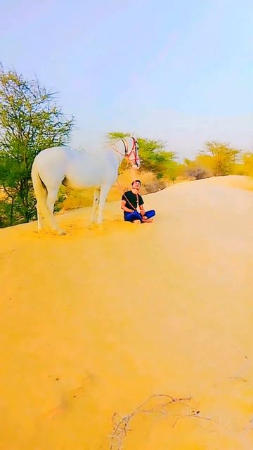 Ghodi video ll 🥰 Ghodi ke sath videography ll white Marwadi Ghodi ll #youtubeshorts #trending #like смотреть онлайн