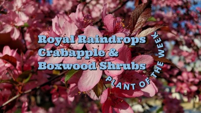Royal Raindrops Crabapple and Boxwood Shrubs - Plant of the Week смотреть онлайн