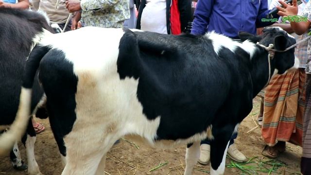 735-অল্প টাকায় ফ্রিজিয়ান জাতের বকনা কিনে করুন গাভী গরুর খামার। R.I.Manik.Chitrapuri Krishichitra смотреть онлайн
