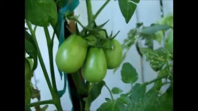 Cherry Tomatoes update June 25th 2013 смотреть онлайн
