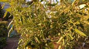 Томат Катюша