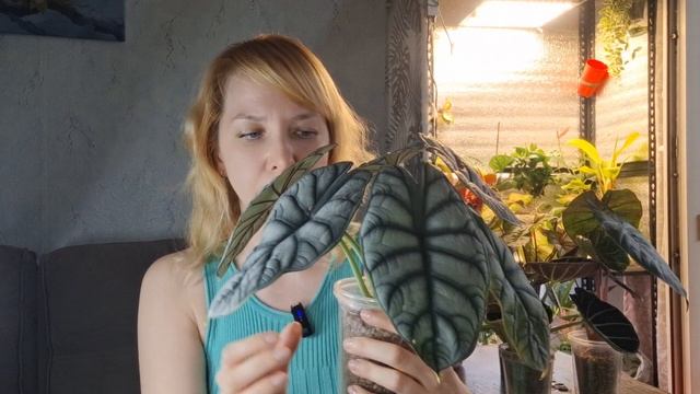 Небольшой обзор моих алоказий смотреть онлайн