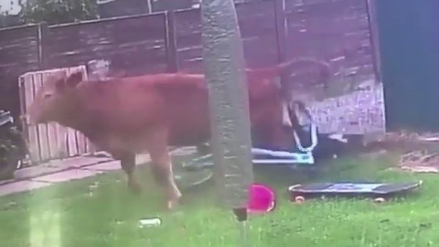 СНЯТОЕ КАМЕРОЙ НА ЗАДНЕМ ДВОРЕ