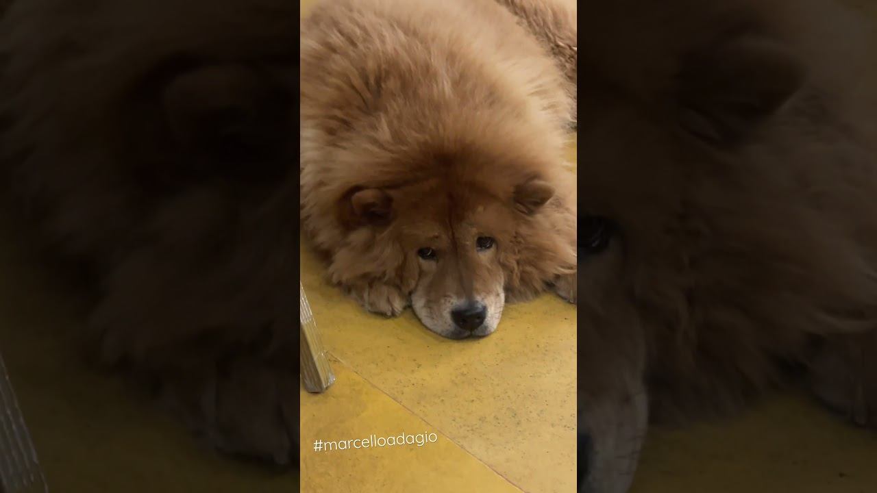 Chow Chow listens to "Adagio" by Marcello and reflects on the frailty of life... смотреть онлайн