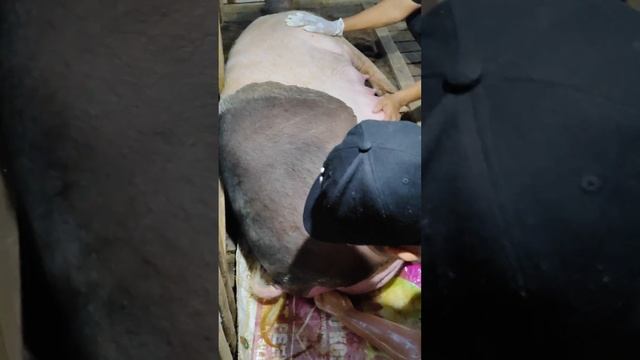 Vawk pui chhul zen lai kan lo dah ve mai mai a nge, la hmu ngai lo te ten aw😁 смотреть онлайн