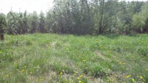 Нелюбино Пруд зарос