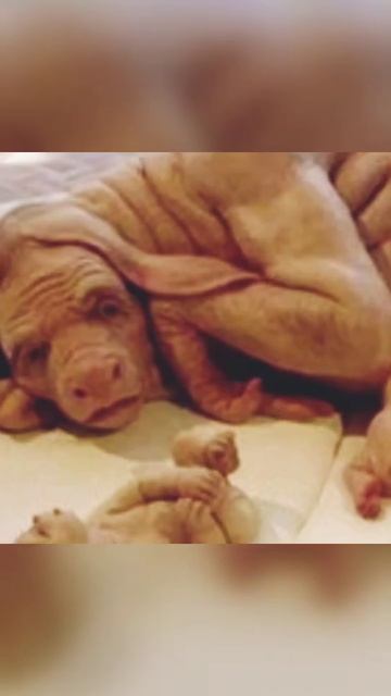 Скрещивание человека с животными