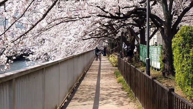 2019 TOKYO SAKURA days ✿ DJI Osmo Pocket смотреть онлайн