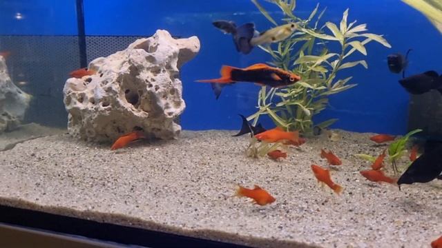 🐠небольшие изменения на  моей маленькой разводни 🐠