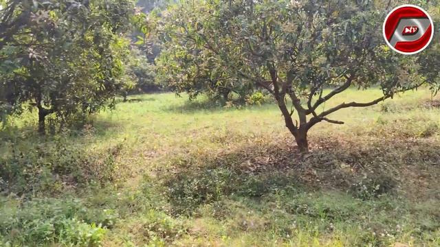 111/2 ACRE LAND FOR SALE | ORGANIC MANGO CULTIVATION PROPERTY | IN VIJAYANAGARAM DIST | PROPERTY TV смотреть онлайн
