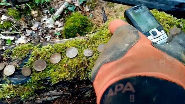 искатель кладов Француз смотреть онлайн