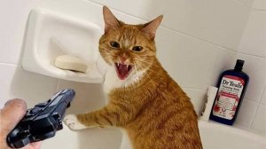 Самые СМЕШНЫЕ видео с животными,😸🐺 собаками и кошками, 😸которые мгновенно сделают ваш день лучше!