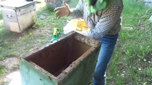ПЧЕЛЫ (Подсадка неплодной матки в нуклеус)