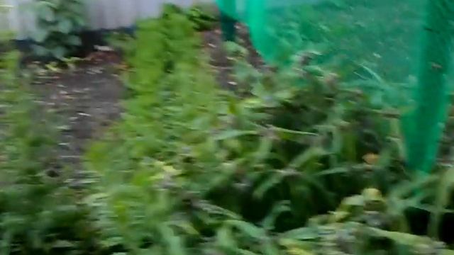 Двор с цветами,Кавказ смотреть онлайн