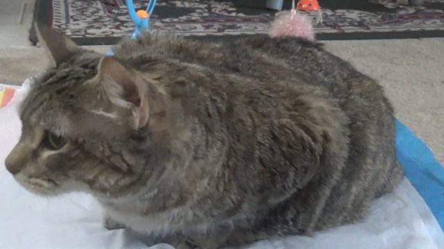 Cat Penny it's 4pm Friday, work is over enjoy your weekend! #CatPenny смотреть онлайн