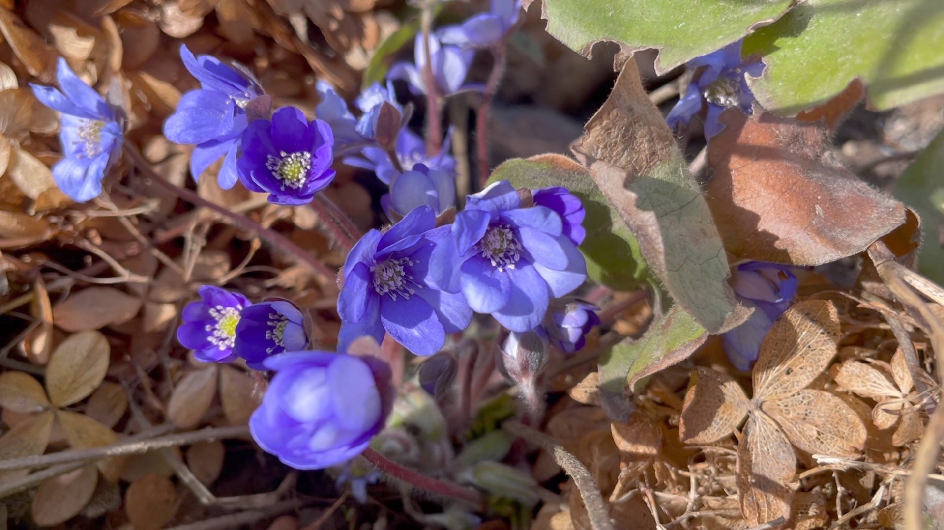 Апрель в Саду 13 апреля 2025