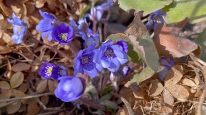 Апрель в Саду 13 апреля 2025