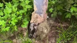 На сколько эффективна кротоловка «Super Cat» в работе