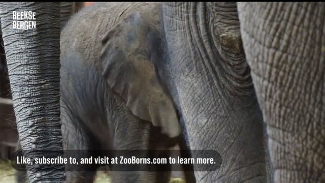 Third African Elephant Calf Born: "Everything is falling into place" смотреть онлайн