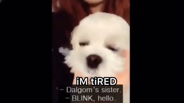 lisa annoying dalgom for 1 minute and 35 seconds straight (LISA CRACK) смотреть онлайн