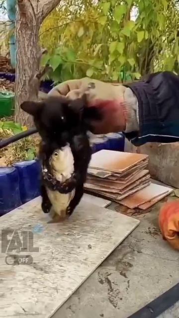 Добыча мечты 😁 #shorts #shortvideo смотреть онлайн