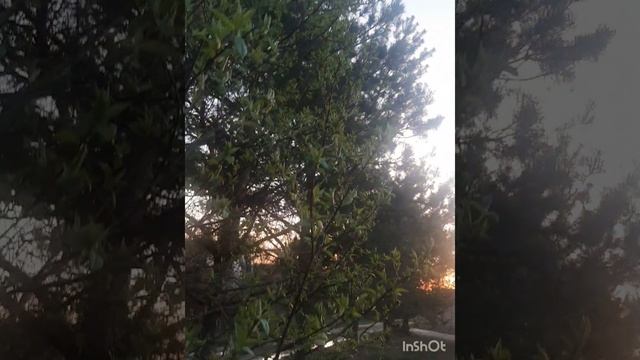 Черемуха.mp4 смотреть онлайн