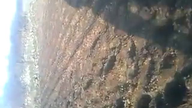 сажаем горох без хлопот смотреть онлайн