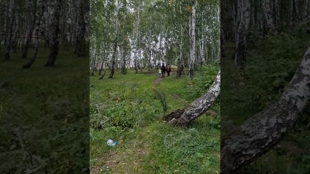 Первая конная поездка на высокой лошадке Назара Павловича. Наш любимый ТРИФОЛИО Першино. А Вы с нам смотреть онлайн