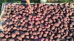 Характеристика сорта картофеля "Аляска". Вы захотите посадить такой картофель!  #огородничество