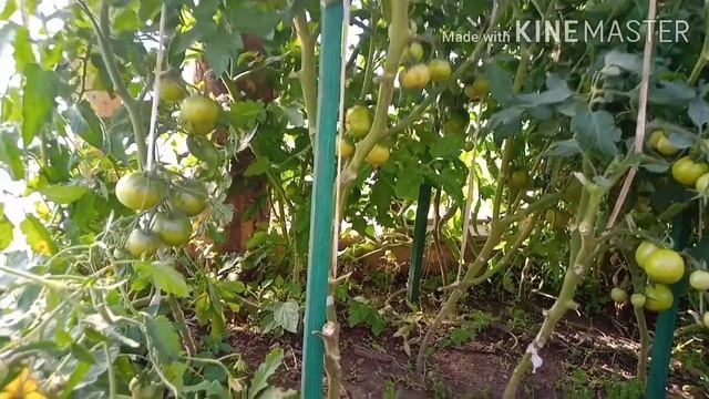 Помидоры способы выращивания как вырастить помидоры без опыта смотреть онлайн