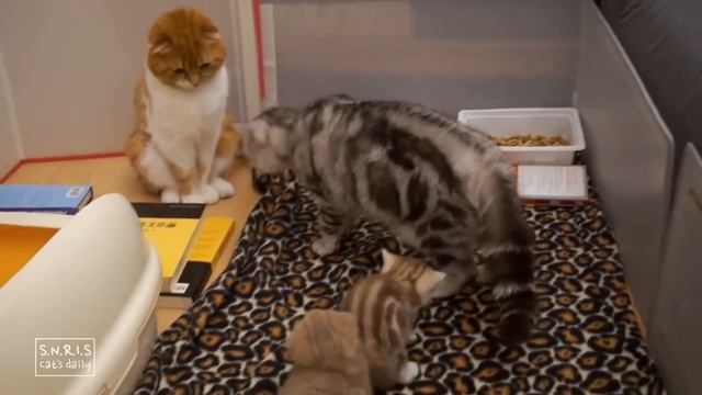 Реакция котят на папу которого увидели в первый раз). смотреть онлайн