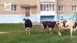 Коровы нападают на людей