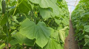 Огурец Мадейра F1 апрель 2025