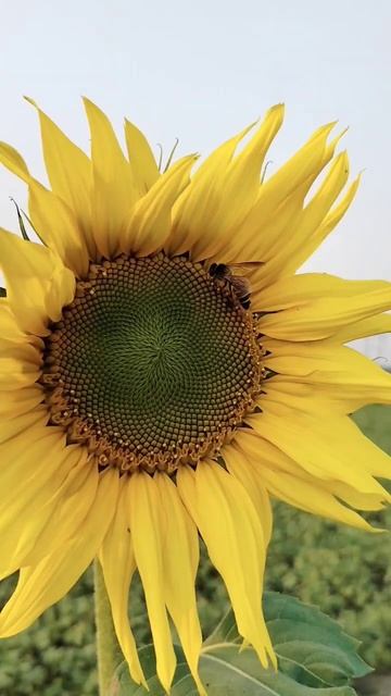 #sunflower #viral #shorts смотреть онлайн
