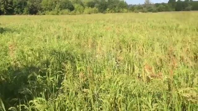 Просо выращено нами без химии и гмо . смотреть онлайн