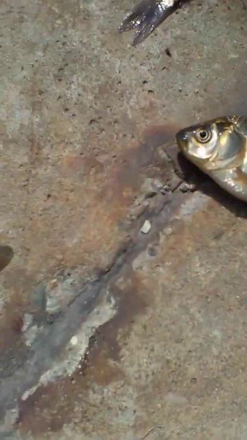 Поймали карасей на озере! #shorts