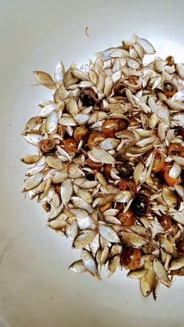 Small Fish From Net Fisher#shorts @E-VisionTraveler смотреть онлайн