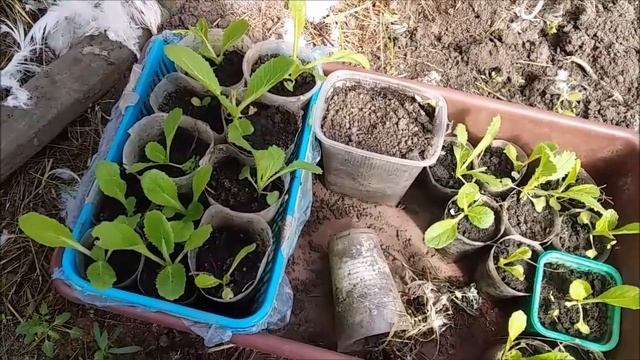 Морковку можно не прореживать! смотреть онлайн