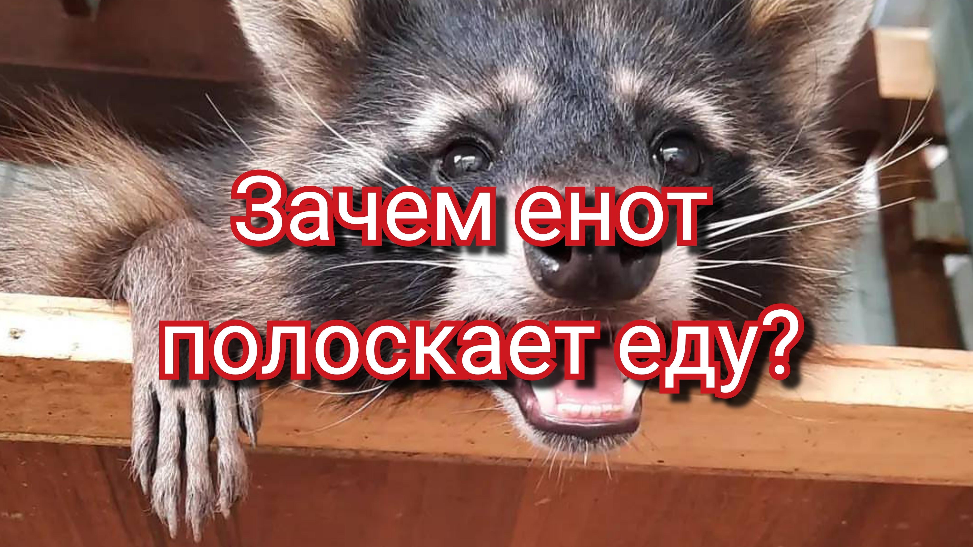 Зачем енот полоскает еду? смотреть онлайн