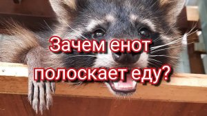 Зачем енот полоскает еду?