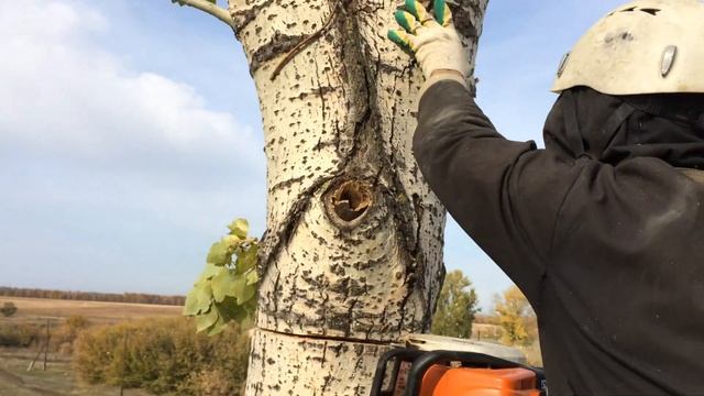 деревья тополя на вышке поповка1 смотреть онлайн