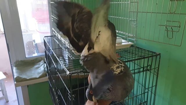Рокси оказалась... приемником БАРИ смотреть онлайн