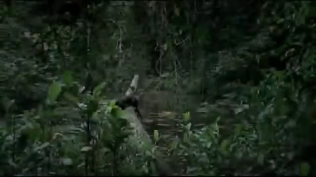 Приколы с животными, очень смешно это надо видеть смотреть онлайн